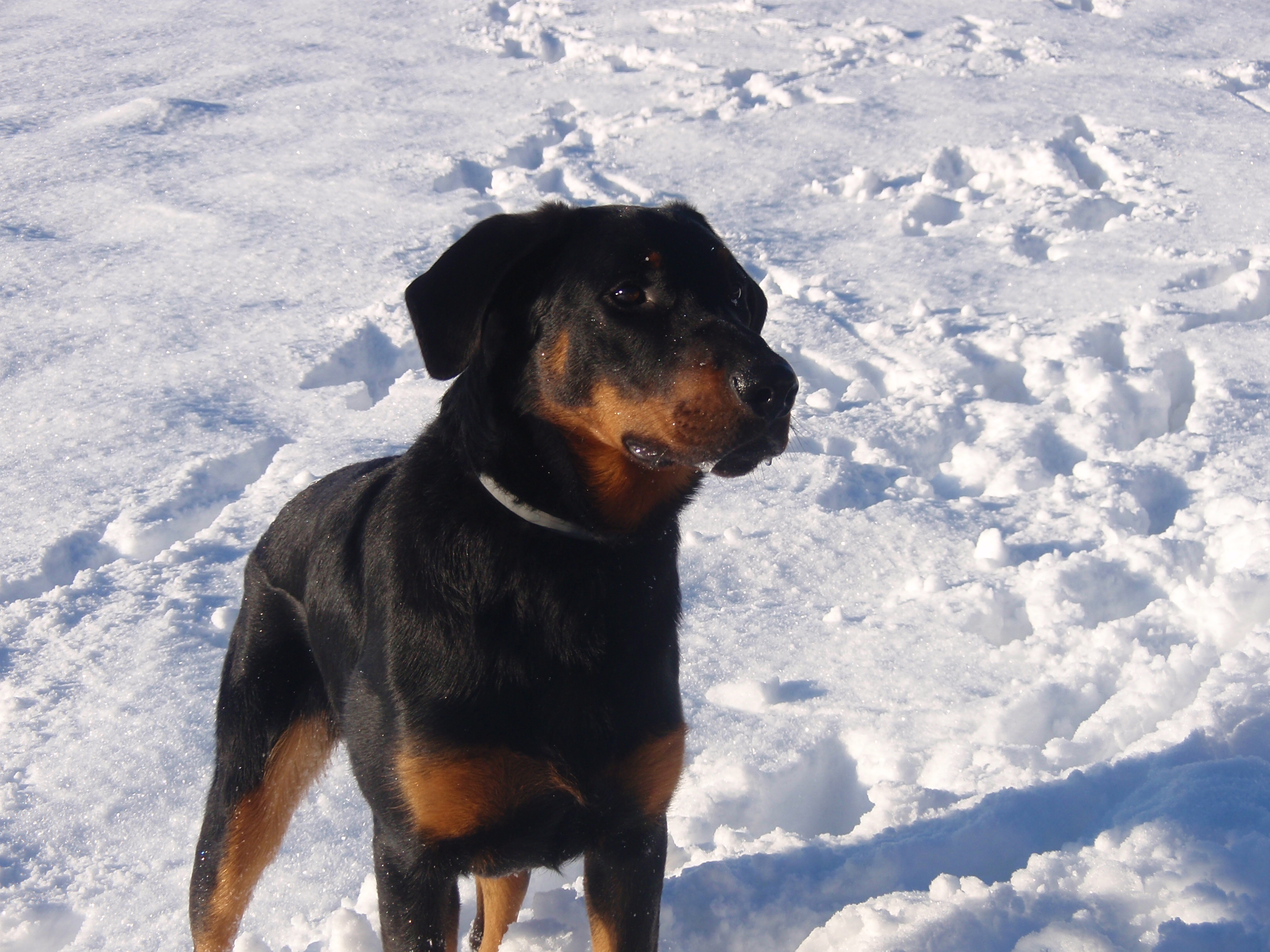 domainedelalicorne.fr Elevage de beauceron chiot beauceron pure race élevage du clos de la licorne elevage des gardiens de la licorne elevage beauceron noir et feu authentique gros gabarits élevage de Beauceron familial sérieux et qualité domainedelalicorne.fr suivi des chiots conseil d’éducation chiot propre bas rouge santé caractère spécialiste du beauceron noir et feu ou arlequin chien rustique berger de France  nos chiots sont élevés avec amour et attention notre passion au service de la qualité Beauceron de qualité et sportif domaine de la licorne 04380 BARRAS élevage en liberté éleveur berger de beauce élevage de beauceron de travail 